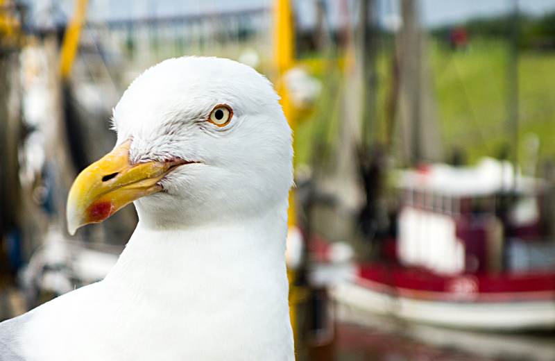  Möwen gibt es fast überall 