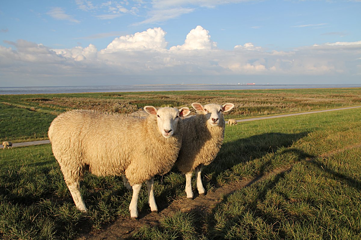  Freundliche Deichbewohner 
